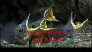 Seher Vakti Bülbüller Albüm Kapağı