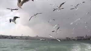 Sevinç Eratalay Bekle Bizi İstanbul Albüm Kapağı