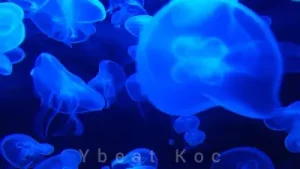 Sözer Sepetçi Toma Tussi Remix Albüm Kapağı