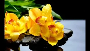 Spring Waltz Mariage D’Amour Chopin 10 Hours Extended Version Albüm Kapağı