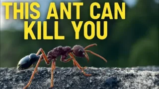 Tasmania’s Most Deadly Creature The Jack Jumper