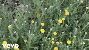 Ulan Son Nefes Albüm Kapağı