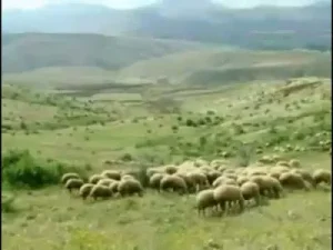 Yar Senin Olsun Albüm Kapağı