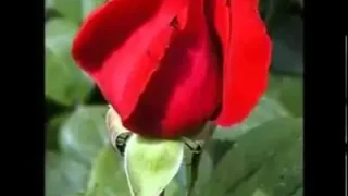 Yollarında Yollarında Güller Açmış Ravzasında İlahisi